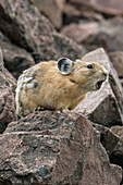 American Pika (Ochotona princeps) alarm calling, Bridger-Teton National Forest, Wyoming Range, Wyoming