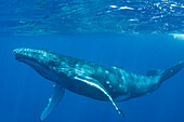 Humpback Whale (Megaptera novaeangliae) calf near surface, Tonga
