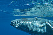 Humpback Whale (Megaptera novaeangliae) calf near surface, Tonga