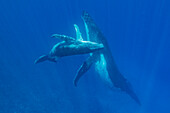 Humpback Whale (Megaptera novaeangliae) mother and calf, Tonga