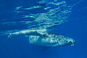 Humpback Whale (Megaptera novaeangliae) calf near surface, Tonga