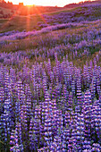 Lupine (Lupinus sp) flowers at sunset in spring, Redwood National Park, California