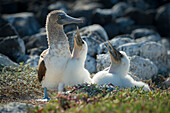 Blue-footed Booby (Sula nebouxii) parent and begging chicks, Santa Cruz Island, Galapagos Islands, Ecuador