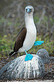 Blue-footed Booby (Sula nebouxii) performing foot-lifting courtship display, Seymour Island, Galapagos Islands, Ecuador