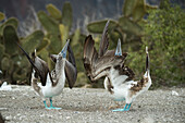 Blue-footed Booby (Sula nebouxii) pair courting, Punta Vicente Roca, Isabela Island, Galapagos Islands, Ecuador