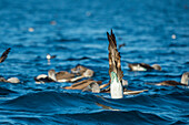 Blue-footed Booby (Sula nebouxii) plunge diving, Cape Douglas, Fernandina Island, Galapagos Islands, Ecuador