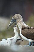 Blue-footed Booby (Sula nebouxii) chick begging for food from parent, Punta Vicente Roca, Isabela Island, Galapagos Islands, Ecuador