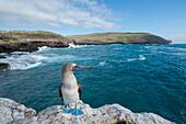 Blue-footed Booby (Sula nebouxii) on coast, Santa Fe Island, Galapagos Islands, Ecuador
