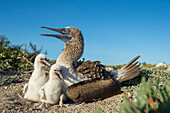 Blue-footed Booby (Sula nebouxii) parent and chicks at nest, Santa Cruz Island, Galapagos Islands, Ecuador