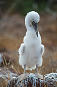 Blue-footed Booby (Sula nebouxii) chick, Seymour Island, Galapagos Islands, Ecuador