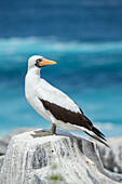 Nazca Booby (Sula granti), Punta Suarez, Espanola Island, Galapagos Islands, Ecuador