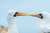 Nazca Booby (Sula granti) carrying rock as part of courtship display, Punta Suarez, Espanola Island, Galapagos Islands, Ecuador