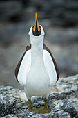 Nazca Booby (Sula granti) sky pointing, Punta Suarez, Espanola Island, Galapagos Islands, Ecuador