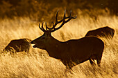 Elk (Cervus elaphus) bull and females, Provincial Reserve Luro Park, Argentina
