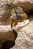 Burrowing Parrot (Cyanoliseus patagonus) pair billing during courtship at burrow, Bahia Blanca, Argentina