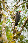 Lineated Woodpecker (Dryocopus lineatus) female, Argentina