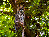 Striped Owl (Asio clamator), Sierra de la Ventana, Argentina