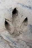 Lesser Rhea (Rhea pennata) footprint, Argentina