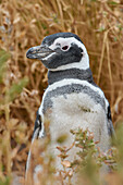 Magellanic Penguin (Spheniscus magellanicus), Argentina