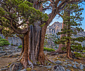 Western Juniper (Juniperus occidentalis) and Jeffrey Pine (Pinus jeffreyi), Phipps Peak, Eldorado National Forest, California