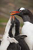 Gentoo Penguin (Pygoscelis papua) parent with chicks begging for food, Dunbar Island, Falkland Islands