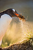 Gentoo Penguin (Pygoscelis papua) collecting nesting material, Dunbar Island, Falkland Islands