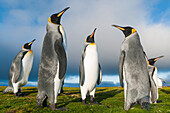 King Penguin (Aptenodytes patagonicus) group, Volunteer Beach, East Falkland Island, Falkland Islands