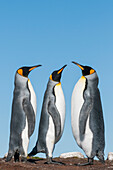 King Penguin (Aptenodytes patagonicus) trio, Volunteer Beach, East Falkland Island, Falkland Islands
