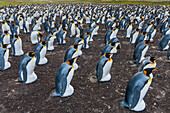 King Penguin (Aptenodytes patagonicus) brooding colony, Volunteer Beach, East Falkland Island, Falkland Islands