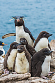 Rockhopper Penguin (Eudyptes chrysocome) chicks, Dunbar Island, Falkland Islands