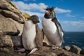 Rockhopper Penguin (Eudyptes chrysocome) parent and chick, Dunbar Island, Falkland Islands