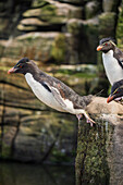 Rockhopper Penguin (Eudyptes chrysocome) jumping off rock, Dunbar Island, Falkland Islands