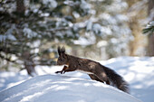 Wild squirrel in the woodland of Val Roseg, Pontresina, Canton of Graubunden, Switzerland, Europe
