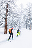 Ski touring in Aosta Valley (Rhemes-Notre-Dame, Rhemes Valley, Aosta province, Aosta Valley, Italy, Europe)