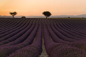 Lavender field at sunset, Valensole, Provence, France