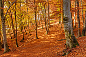 Autumn woods, Intelvi valley, Como province, Lombardy, Italy, Europe