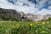 Italy, Europe,Dolomites, Alps,Trentino, Fassa Valley, alpine pasture,cows,grazing cows, Duron Valley site