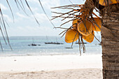 East Africa, Tanzania, Zanzibar, coconut plant on Kiwengwa beach.