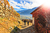Two people walking on a trail between wineyards and a house cover of american grapes leaves. Poggiridenti, Valtellina, Sondrio province, Lombardy, Italy.