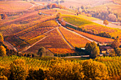 Langhe, Piedmont, Italy. Autumn landscape with vineyards