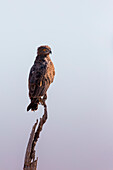 Brown Snake Eagle, Okavango Delta, Botswana, Africa