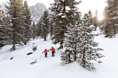 two hikers are trekking with snowshoes in Villnössertal with the Geisler in the background, Bolzano province, South Tyrol, Trentino Alto Adige, Italy