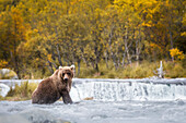 Brown bear (ursus arctos); Katmai National Park; western Alaska; United States; North America.