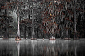 Lake Martin, Breaux Bridge, Atchafalaya Basin, Southern United States, USA; North America