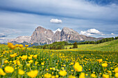 Alpe di Siusi/Seiser Alm, Dolomites, South Tyrol, Italy. spring flowering on the Alpe di Siusi/Seiser Alm with the Sella, Sassolungo/Langkofel and the Sassopiatto/Plattkofel