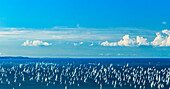 The Barcolana regatta in the gulf of Trieste, Friuli Venezia-Giulia, Italy
