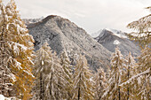 Snow covered woods during autumn, Val tartano, Valtellina, province of Sondrio, Lombardy, Italy