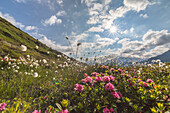 Sunbeam on rhododendrons and cotton grass, Maloja, Bregaglia Valley, Canton of Graubunden, Engadin, Switzerland