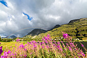 Epilobium wildflowers on lakeshore, Maloja Pass, Bregaglia Valley, Canton of Graubunden, Engadin, Switzerland