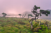 Azores Juniper tree Lagoa do Capitao against Clouds near Mount Pico, Sao Roque do Pico, Pico Island, Azores, Portugal